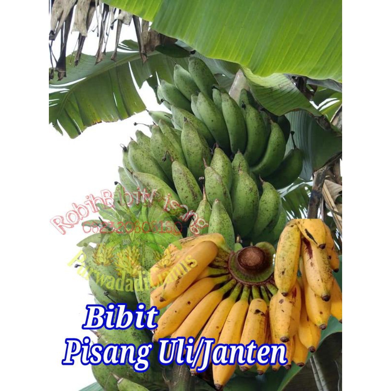 Jual Bibit Pisang Uli Janten Pisang Lilin Shopee Indonesia