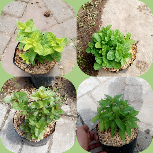 Jual Paket Hemat Jenis Tanaman Daun Mint Shopee Indonesia