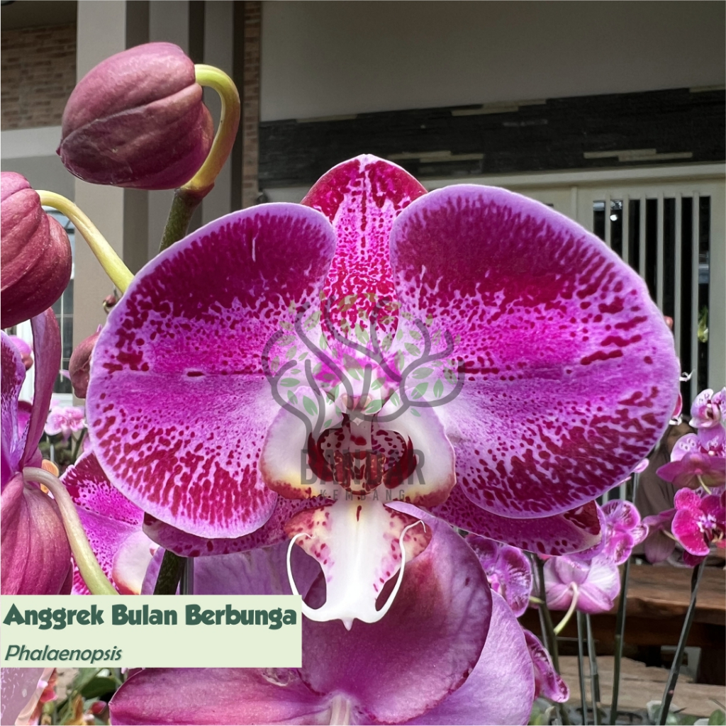 Jual Anggrek Bulan Phalaenopsis Warna Ungu Merah Lidah Putih Sudah