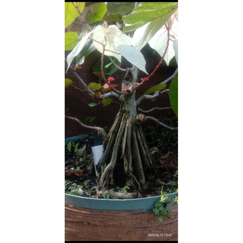 Jual Bahan Bonsai Waru Variegata Shopee Indonesia