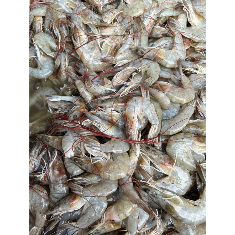 Jual Udang Vaname Udang Panami Jumbo Fresh G Kg Shopee Indonesia