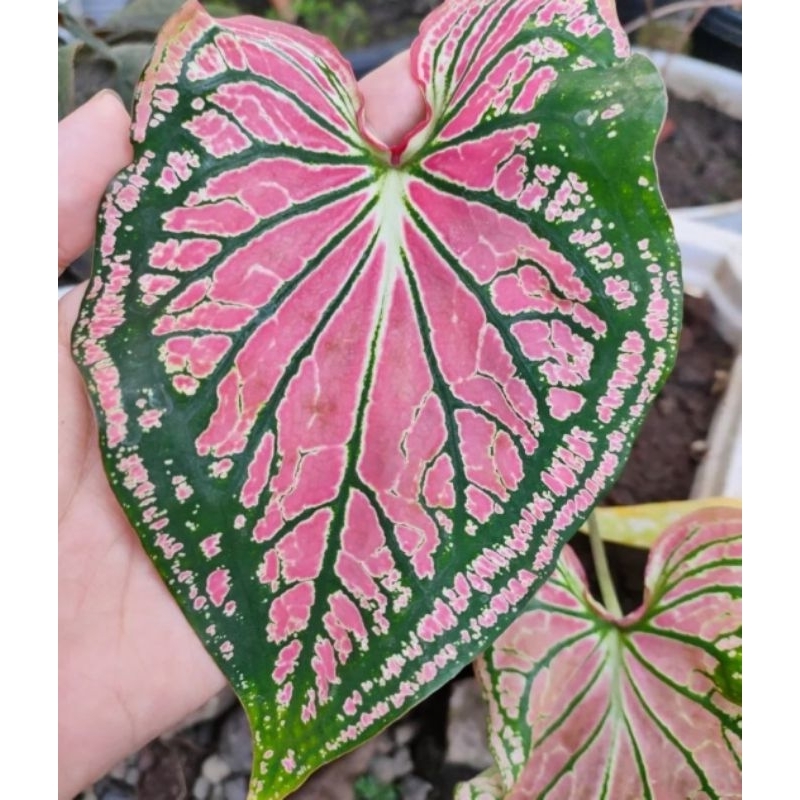 Jual BISA COD Tanaman Hias Keladi Wayang Caladium Thaibeuty Tanaman