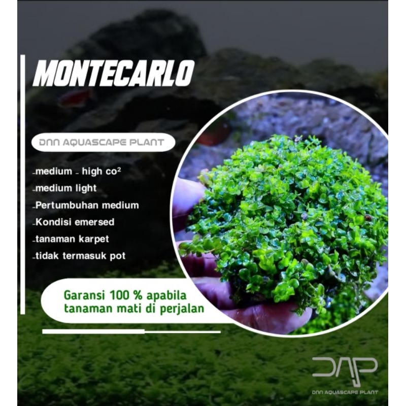 Jual Tanaman Aquascape Monte Carlo Tanaman Karpet Shopee Indonesia