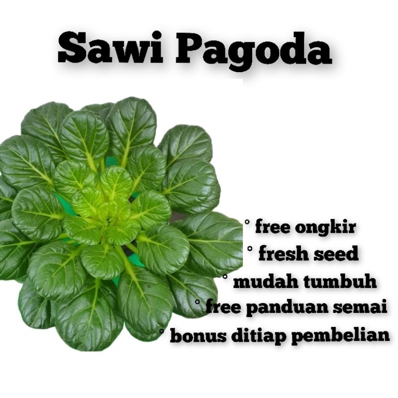 Jual Benih Sawi Pagoda F Ta Ke Cai Known You Seed Tatsoi Bibit Tanaman