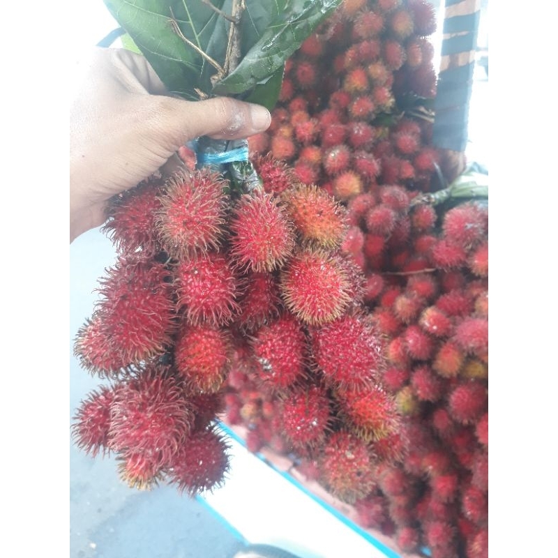 Jual BUAH RAMBUTAN PARAKAN 1 BUNDEL 3 IKAT RAMBUTAN PARAKAN MERAH MENOR