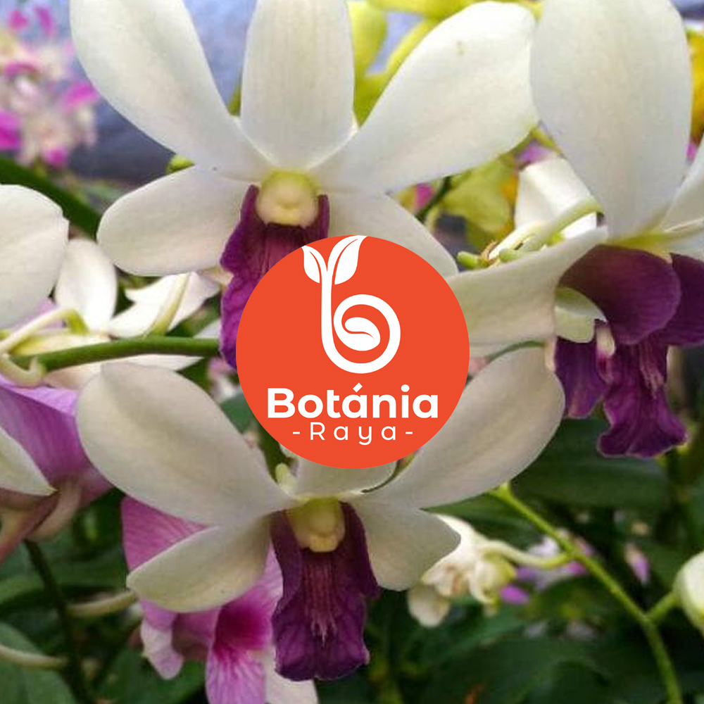 Jual Bibit Anggrek Dendrobium Jumbo Hybrid Dendro Bulat L Tanaman Hias