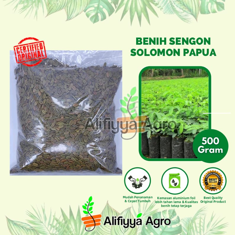 Jual BENIH SENGON SOLOMON PAPUA ISI 500 GRAM BERSERTIFIKAT Shopee