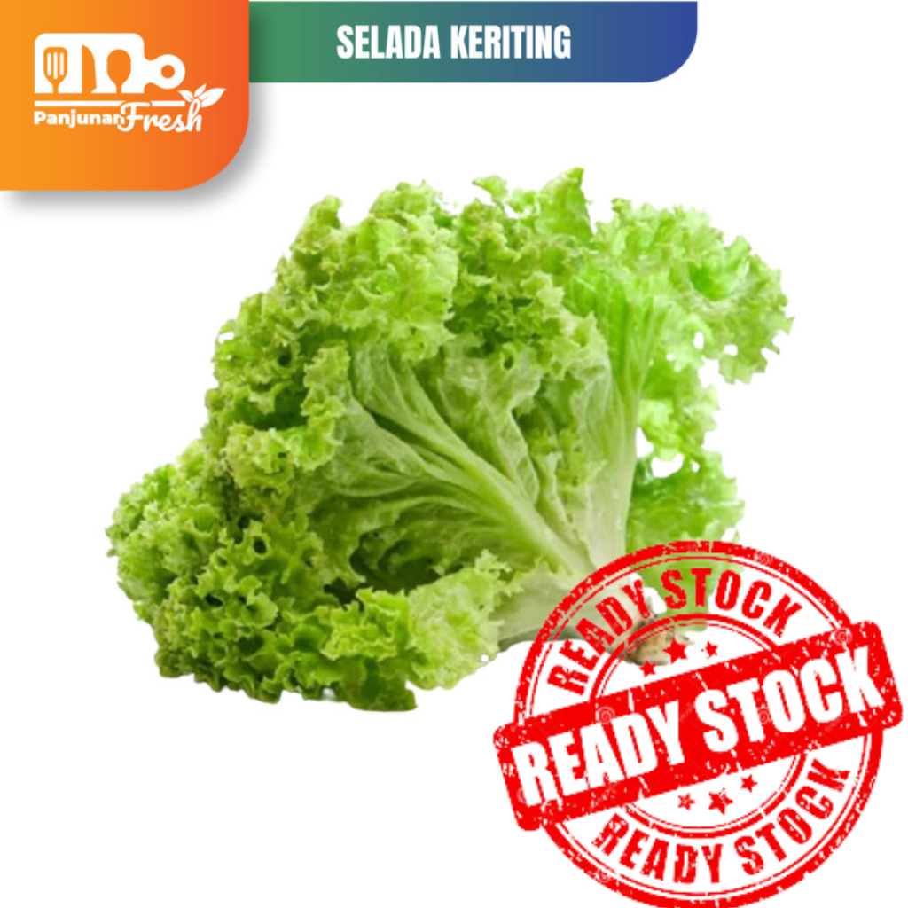 Jual SELADA KERITING SALAD SELADA BOKOR FRESH SEGAR 1 KG Shopee