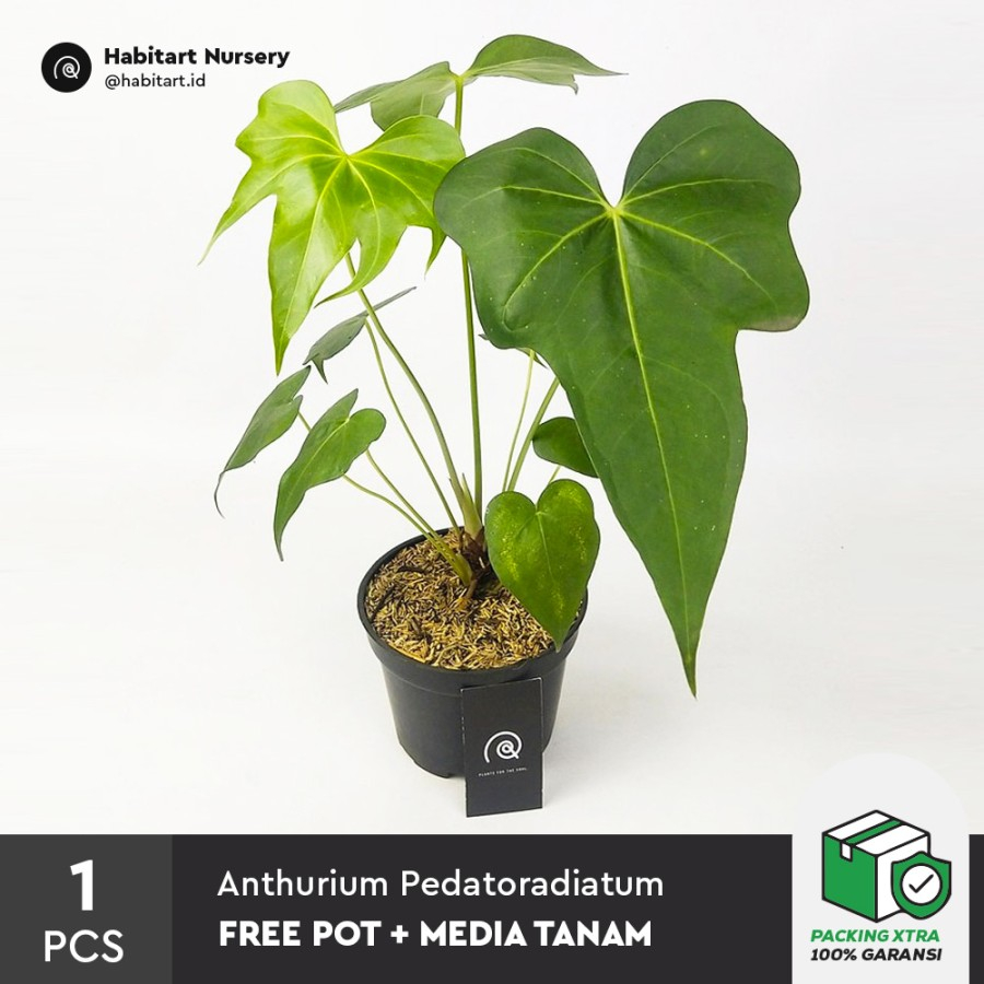 Jual Anthurium Pedatoradiatum Tanaman Hias Koleksi Anthurium Jari