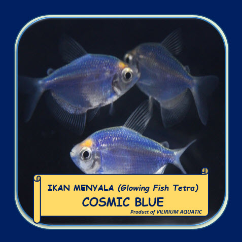 Jual IKAN HIAS AIR TAWAR GLOWING FISH TETRA COSMIC BLUE BIRU