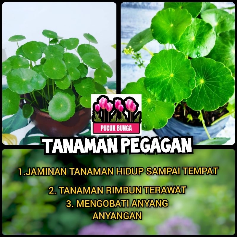 Jual Tanaman Herbal Pegagan Air Bibit Tanaman Daun Pegagan Antanan