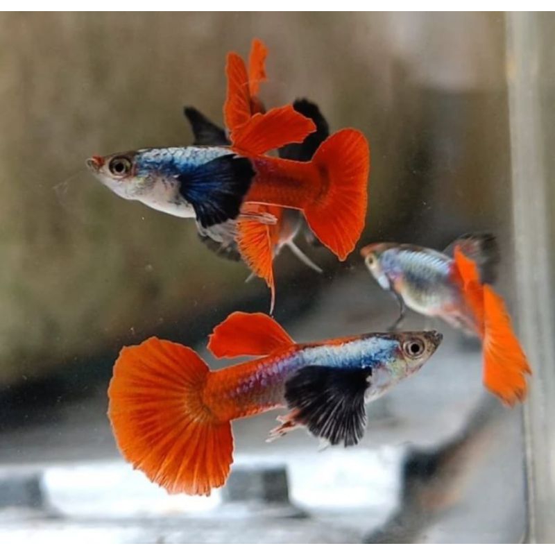 Jual Ikan Hias Guppy PRTDE Platinum Red Tail Dumbo Ear Hiasan Aquarium