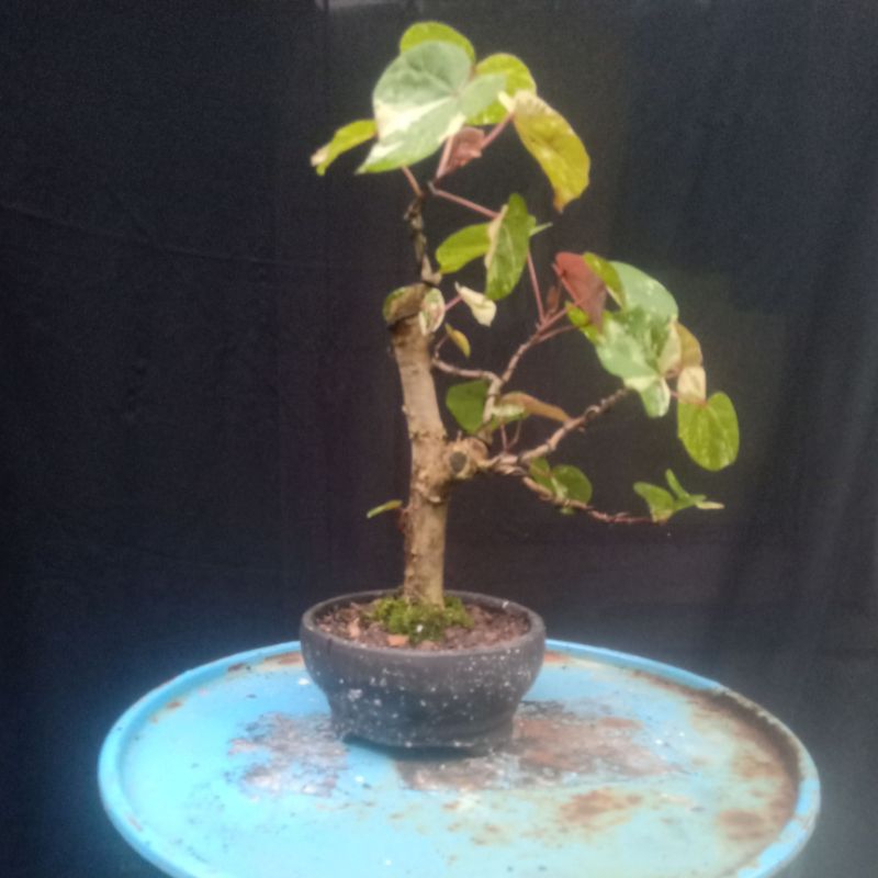 Jual Bonsai Waru Variegata Shopee Indonesia