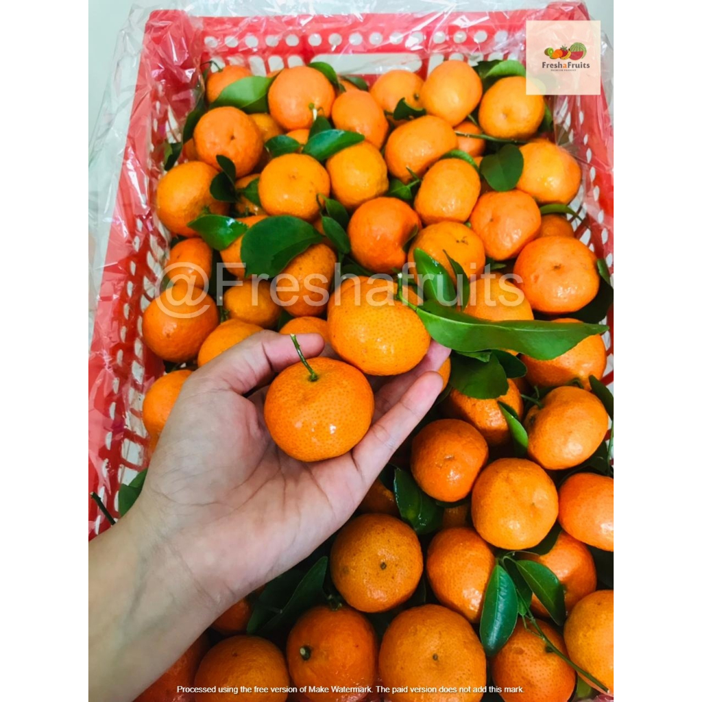 Jual Buah Jeruk Santang Daun Tangerine Premium Manis Segar Berkualitas