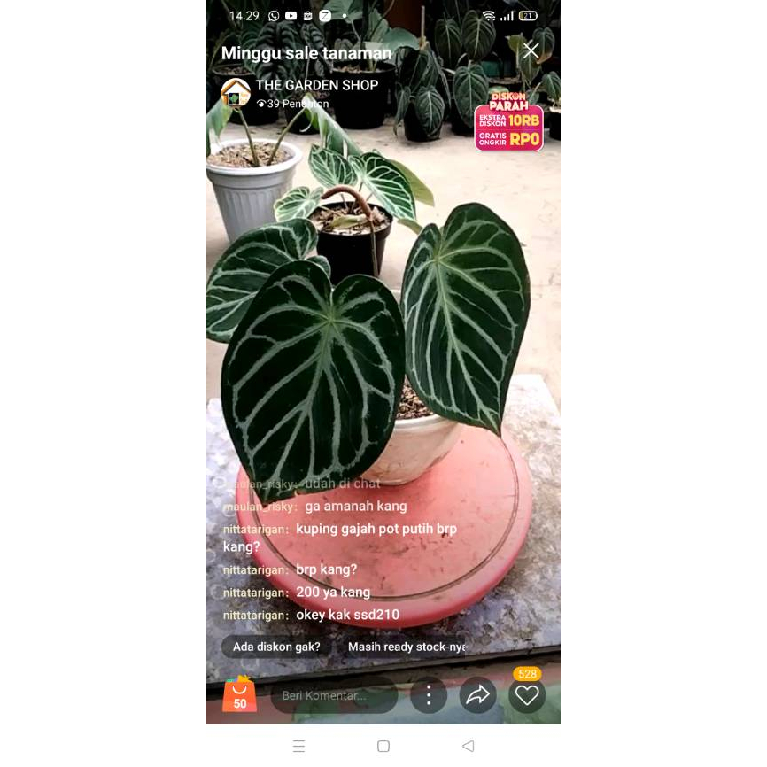 Jual Tanaman Hias Anthurium Dorayaki Silver Tiger Shopee Indonesia