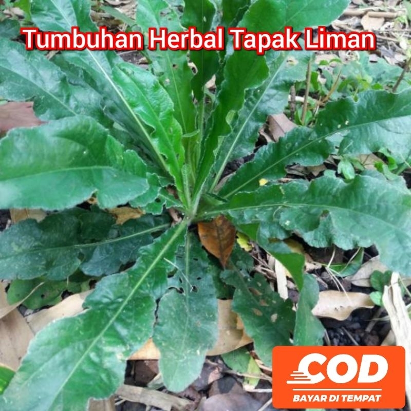 Jual C O D Tumbuhan Herbal Tapak Liman Daun Dan Akar Segar 250 Gram