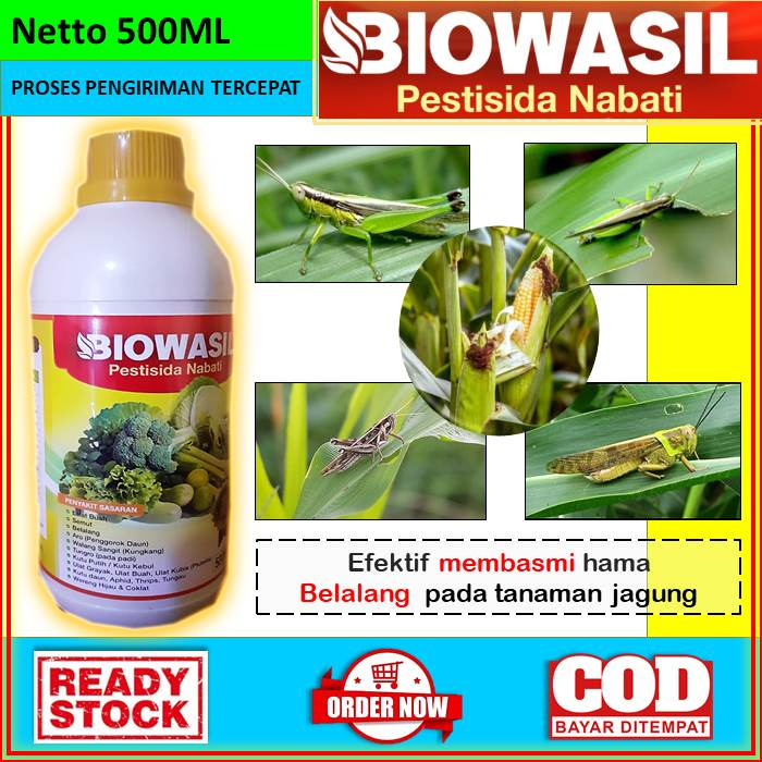 Jual OBAT ANTI HAMA BELALANG UNTUK TANAMAN JAGUNG BIOWASIL Obat Cair