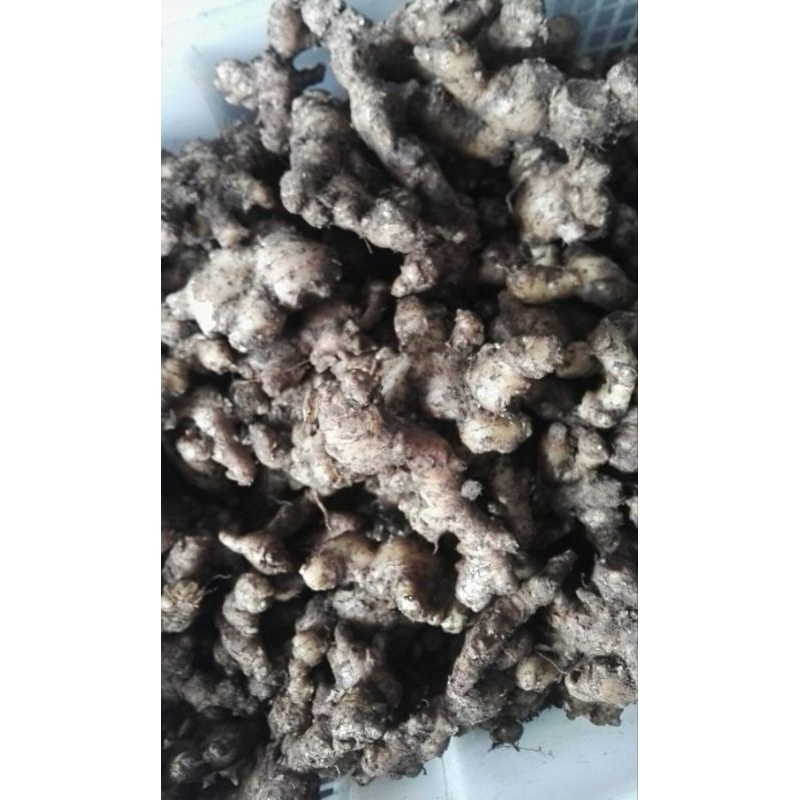 Jual Jahe Emprit Segar 1kg Shopee Indonesia