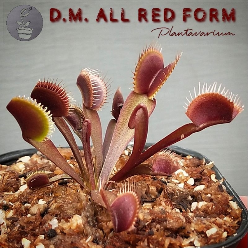 Jual Tanaman Karnivora Venus Flytrap Fly Trap Vft All Red Form Shopee