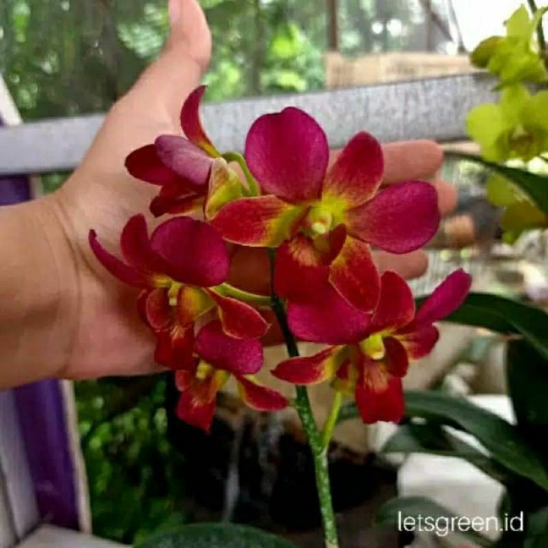 Jual Tanaman Hias Bunga Anggrek Dendrobium Size Remaja Shopee Indonesia