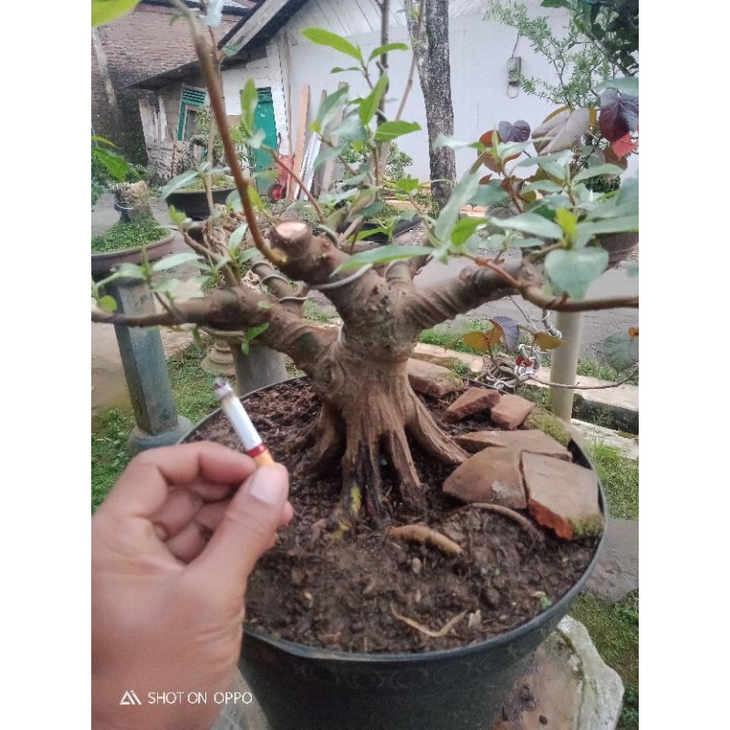 Jual Bahan Bonsai Loa Setengah Jadi Shopee Indonesia