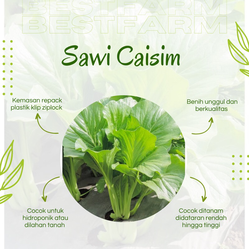 Jual Benih Sayur Sawi Caisim 250 Biji Shopee Indonesia