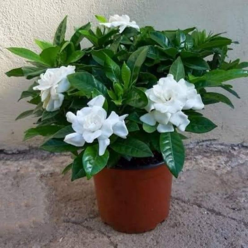 Jual Tanaman Bunga Cepiring Kaca Piring Ceplok Piring Gardenia