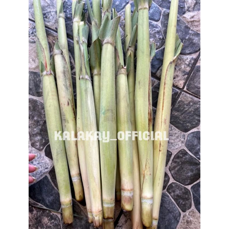 Jual TERUBUK TERUBUS TURUBUK TEBU TELUR SEGAR 1KG Shopee Indonesia