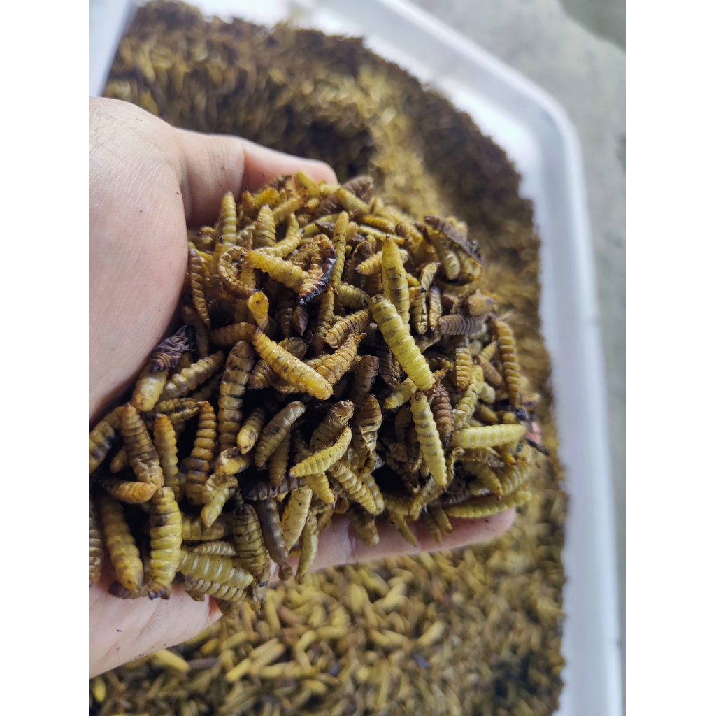 Jual Magot Bsf Kering Maggot Bsf Kering Super Grade B Kg Shopee