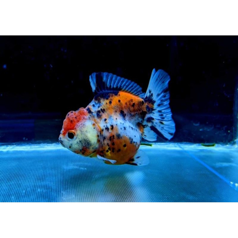 Jual Ikan Mas Koki Goldfish Oranda Short Tail Fancy Quality Foto Real