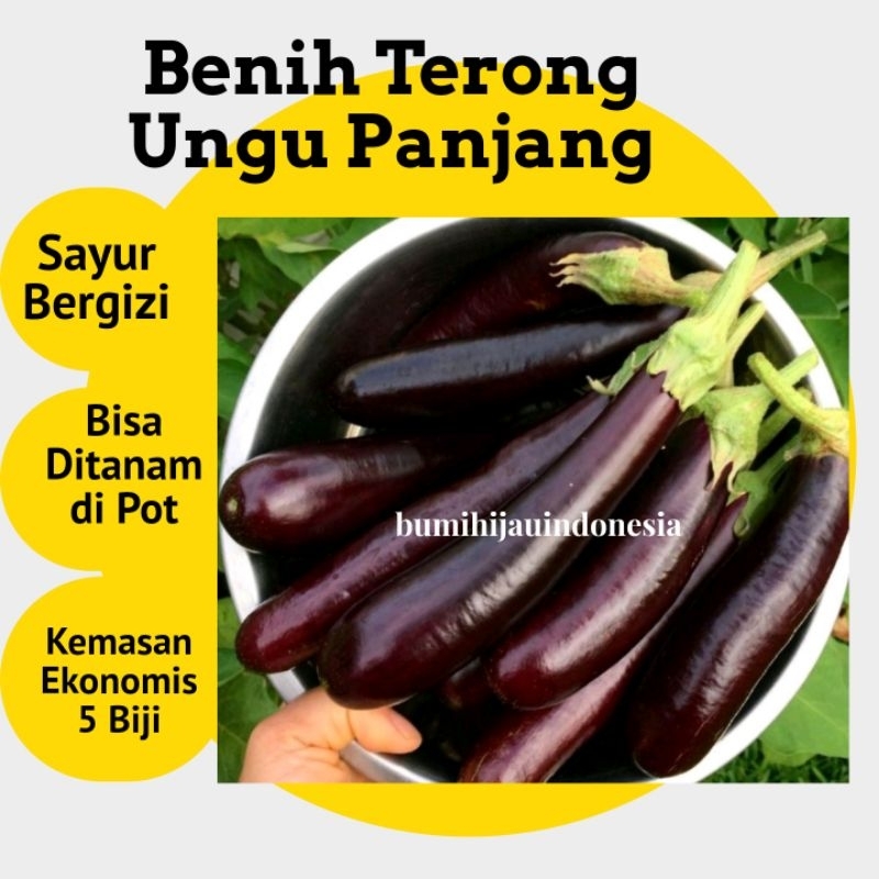 Jual Benih Terong Ungu Panjang Shopee Indonesia