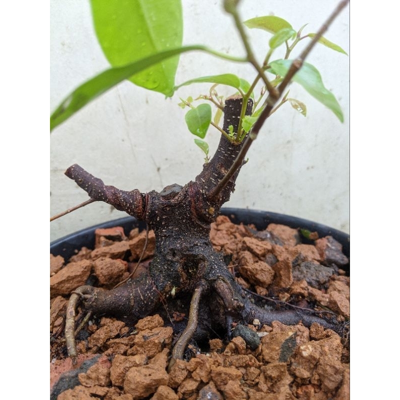 Jual Bahan Bonsai Beringin Iprik Mame Shopee Indonesia