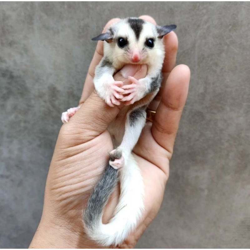 Jual Sugarr Glider Mozaik Shopee Indonesia