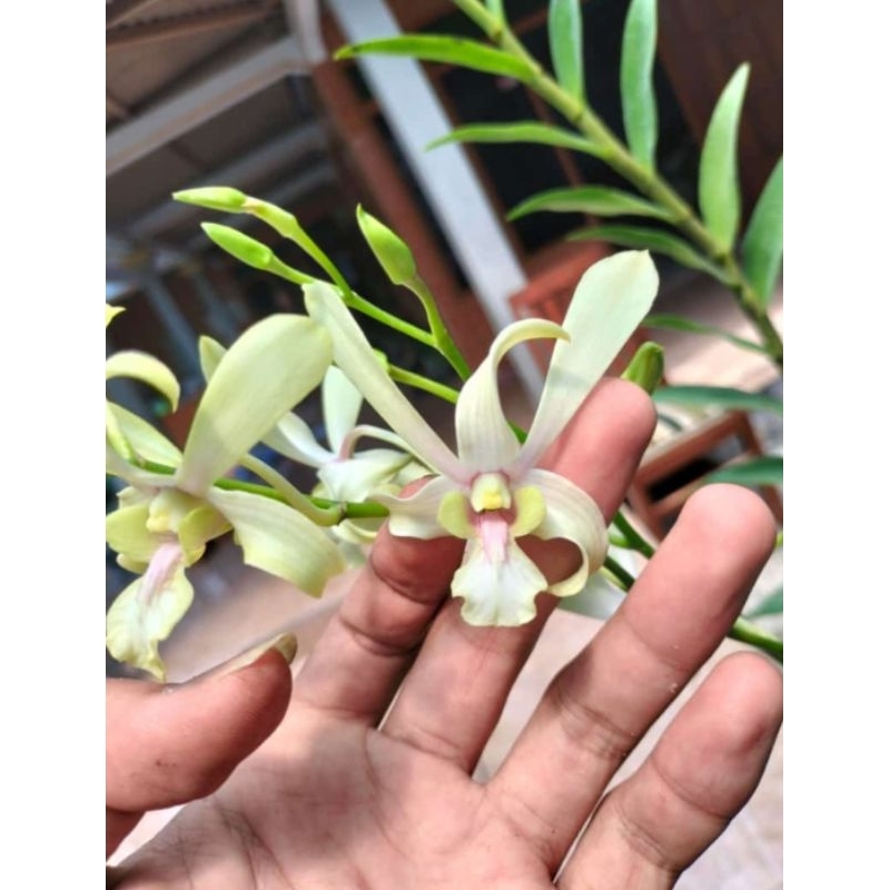 Jual Anggrek Dendrobium Capung Kapuas Koleksi Shopee Indonesia