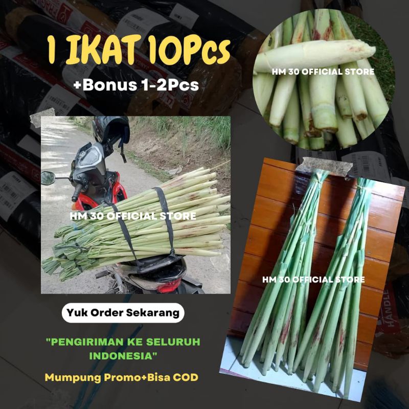 Jual Trubuk 1 Ikat Utuh 10Pcs Fresh Murah Trubus Bunga Telur Tebu