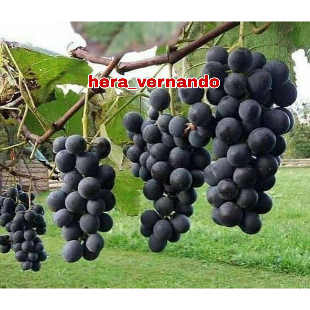 Jual Bibit Anggur Import Hitam Hasil Grafting Cepat Berbuah Shopee