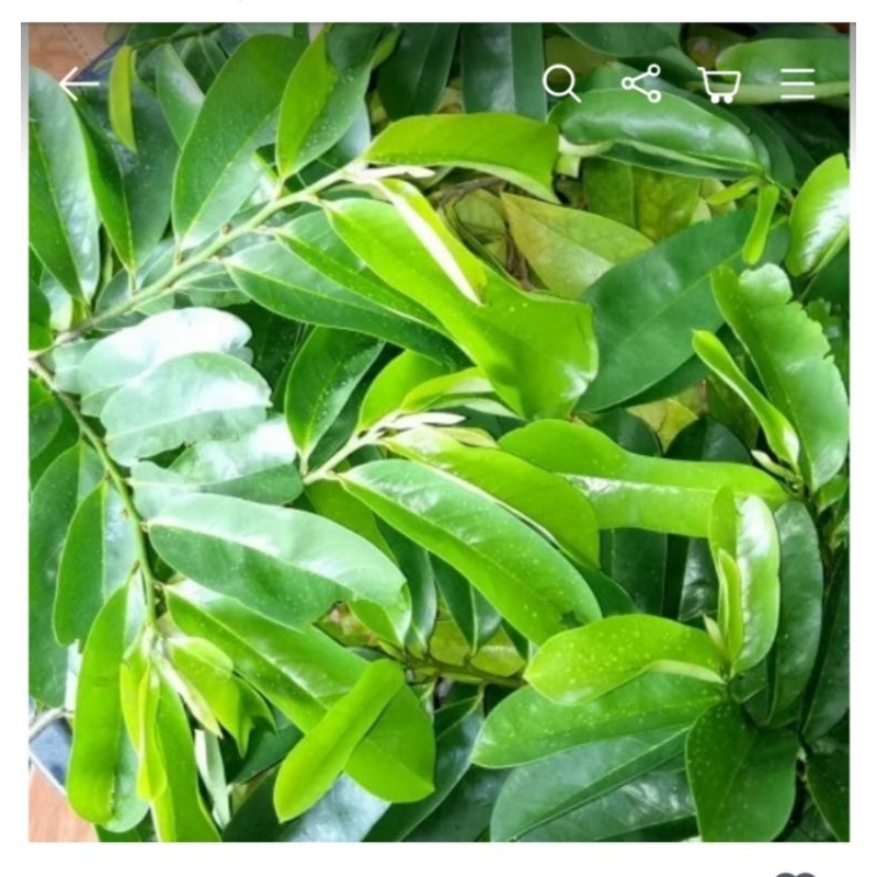 Jual Daun Sirsak Segar 20 Lembar Termurah Shopee Indonesia