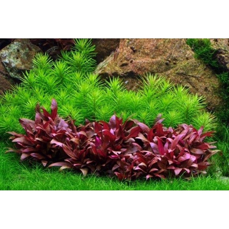 Jual Alternanthera Reineckii Mini Tanaman Aquascape Btg Tanaman