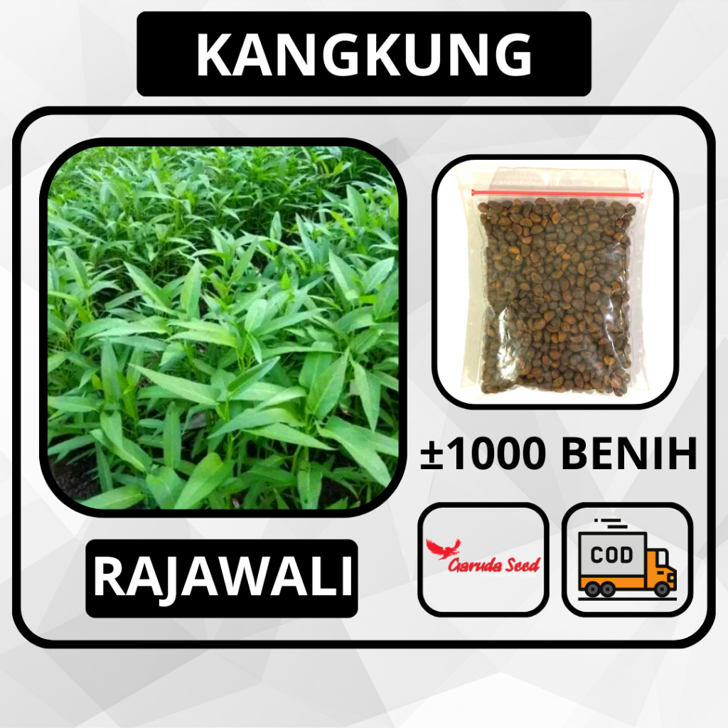 Jual Butir Benih Kangkung Rajawali Garuda Seed Bibit Sayuran