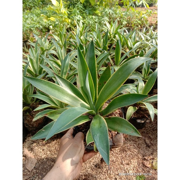 Jual Promo Tanaman Hias Agave Siklok Hijau Hiasan Taman Agave Siklok