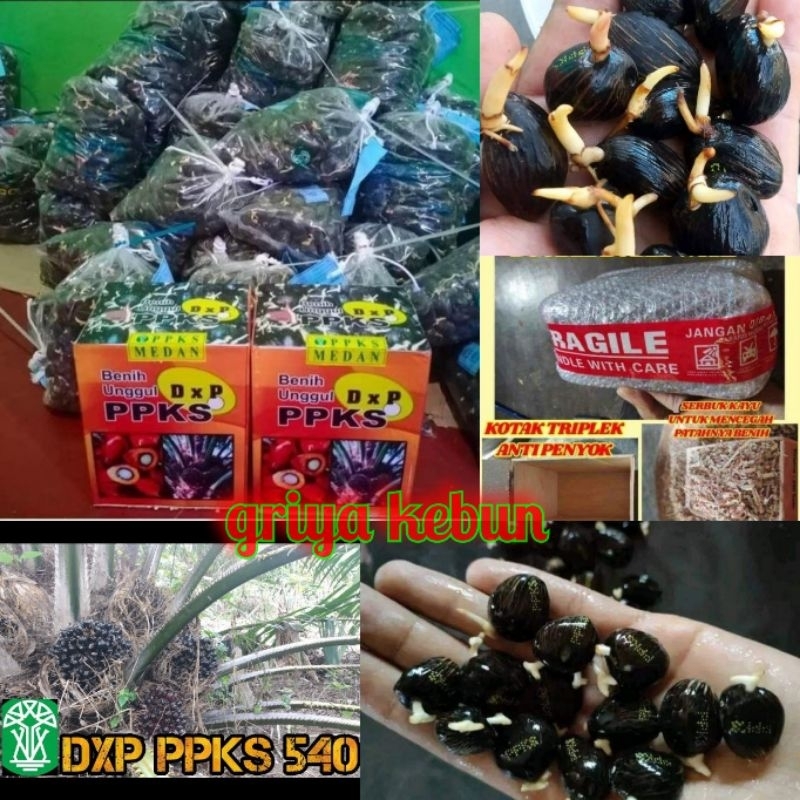 Jual Benih Bibit Kecambah Sawit New Varietas DxP PPKS 540 Benih Unggul