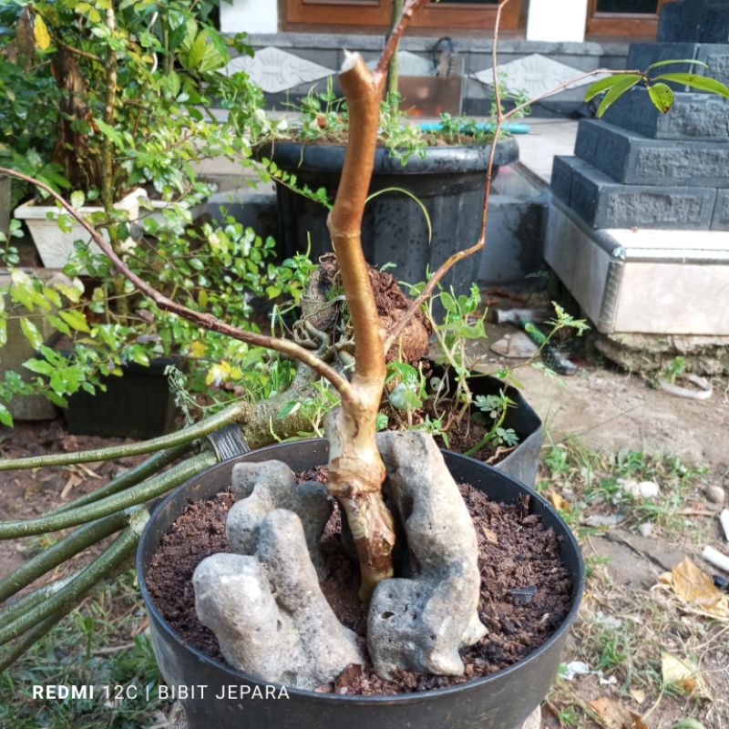 Jual Bonsai Anggur Brazil Jenis Freco Shopee Indonesia