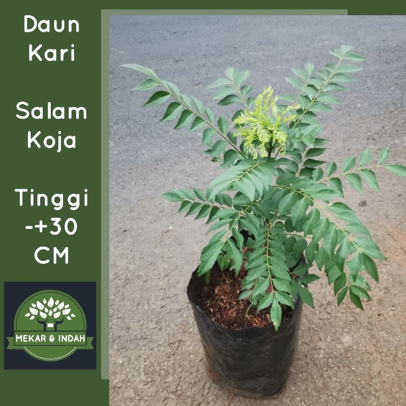 Jual Bibit Pohon Daun Kari Salam Koja Tanaman Salam Koja Daun Kari