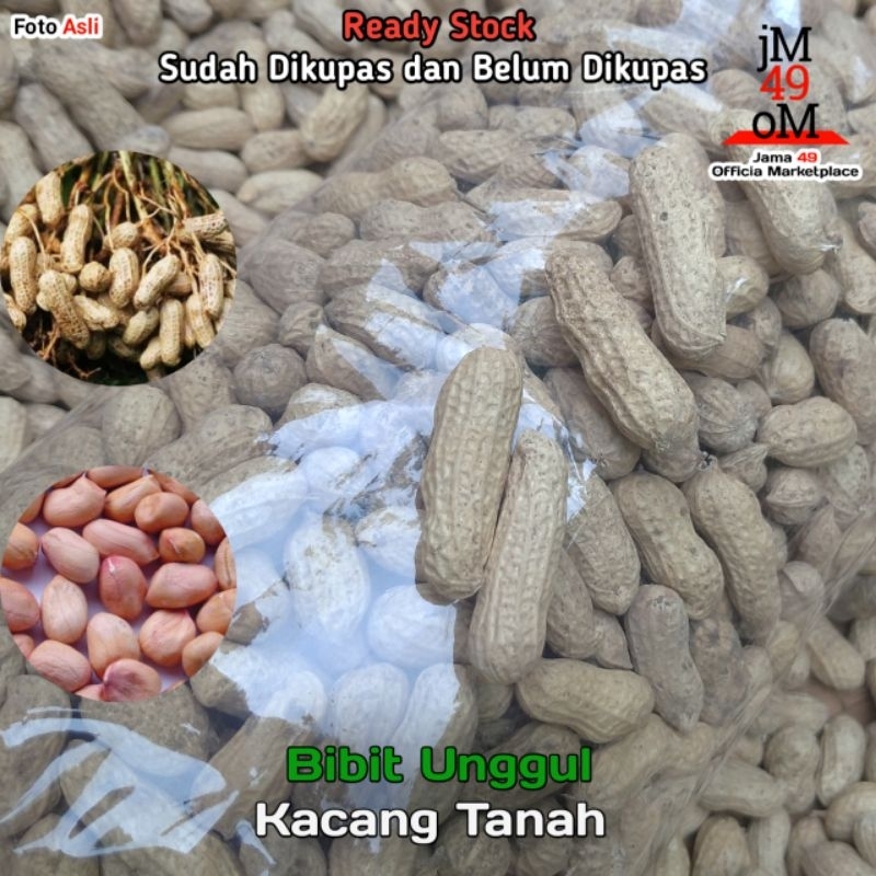 Jual Bibit Kacang Tanah Kg Gr Benih Super Unggul Belum Kupas