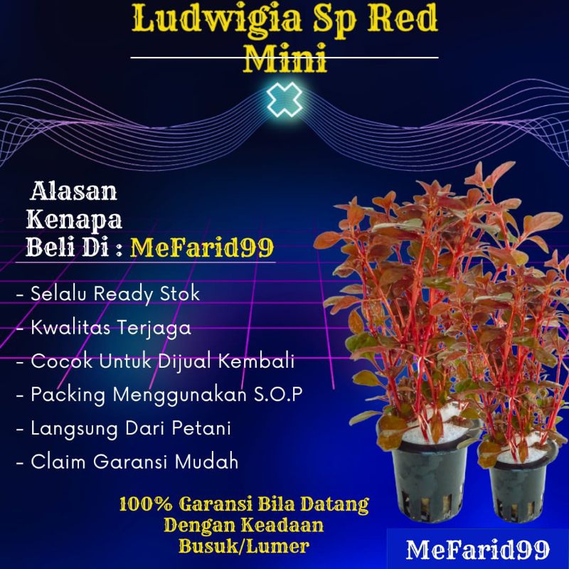 Jual Ludwigia Sp Red Mini Tanaman Aquascape Tanpa Co Tanaman