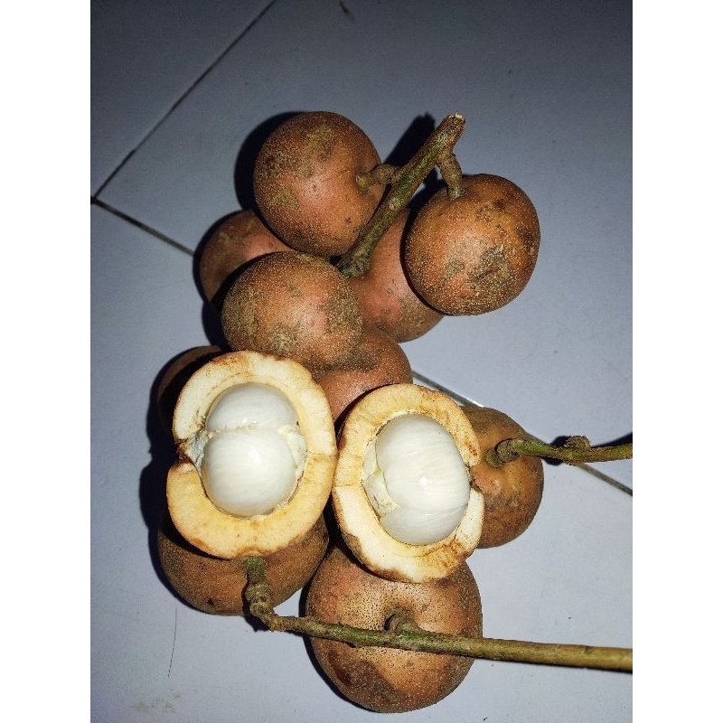 Jual Biji Kapul Buah Langka Manggis Khas Kalimantan Shopee Indonesia