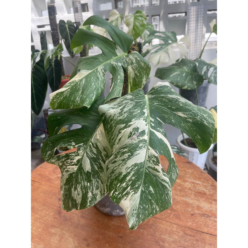 Jual Monstera Borsigiana Variegata Marbel Daun Aktif Pucukan