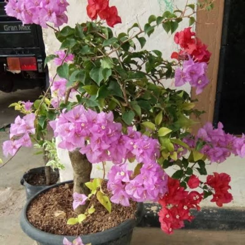 Jual Tanaman Bibit Bonsai Bunga Bougenville SGP Singapur Banyak Warna