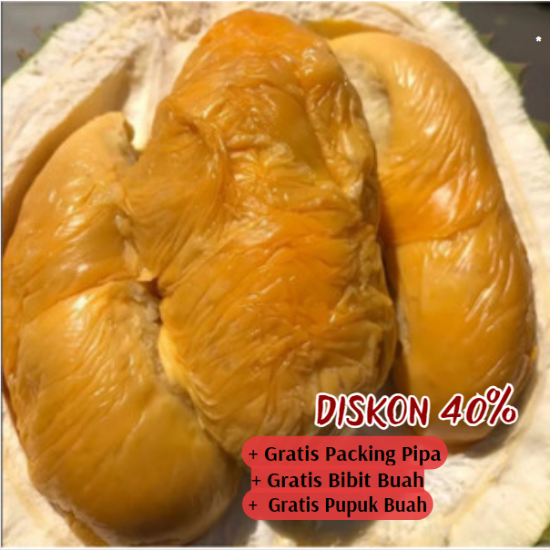 Jual Bibit Pohon Durian Duri Hitam OCHE Super Unggul Cepat