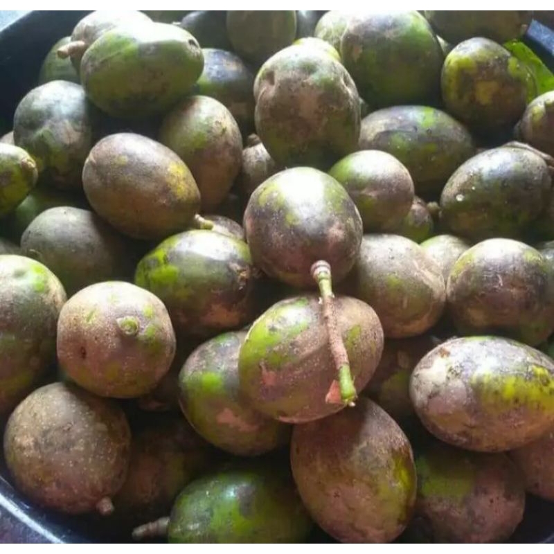 Jual BUAH KEDONGDONG SEGAR LANGSUNG DI PETIK DARI POHON NYA 1 KG